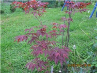 c2c42532-Marica auto 217.jpg